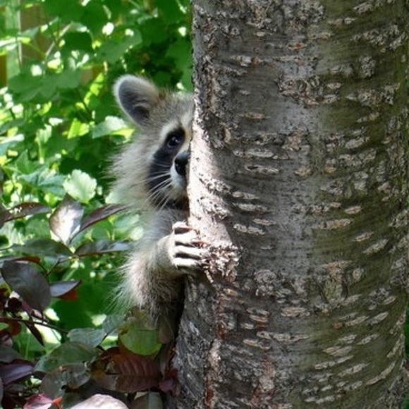 Meet your Posher, Pk - Picture 1 of 1